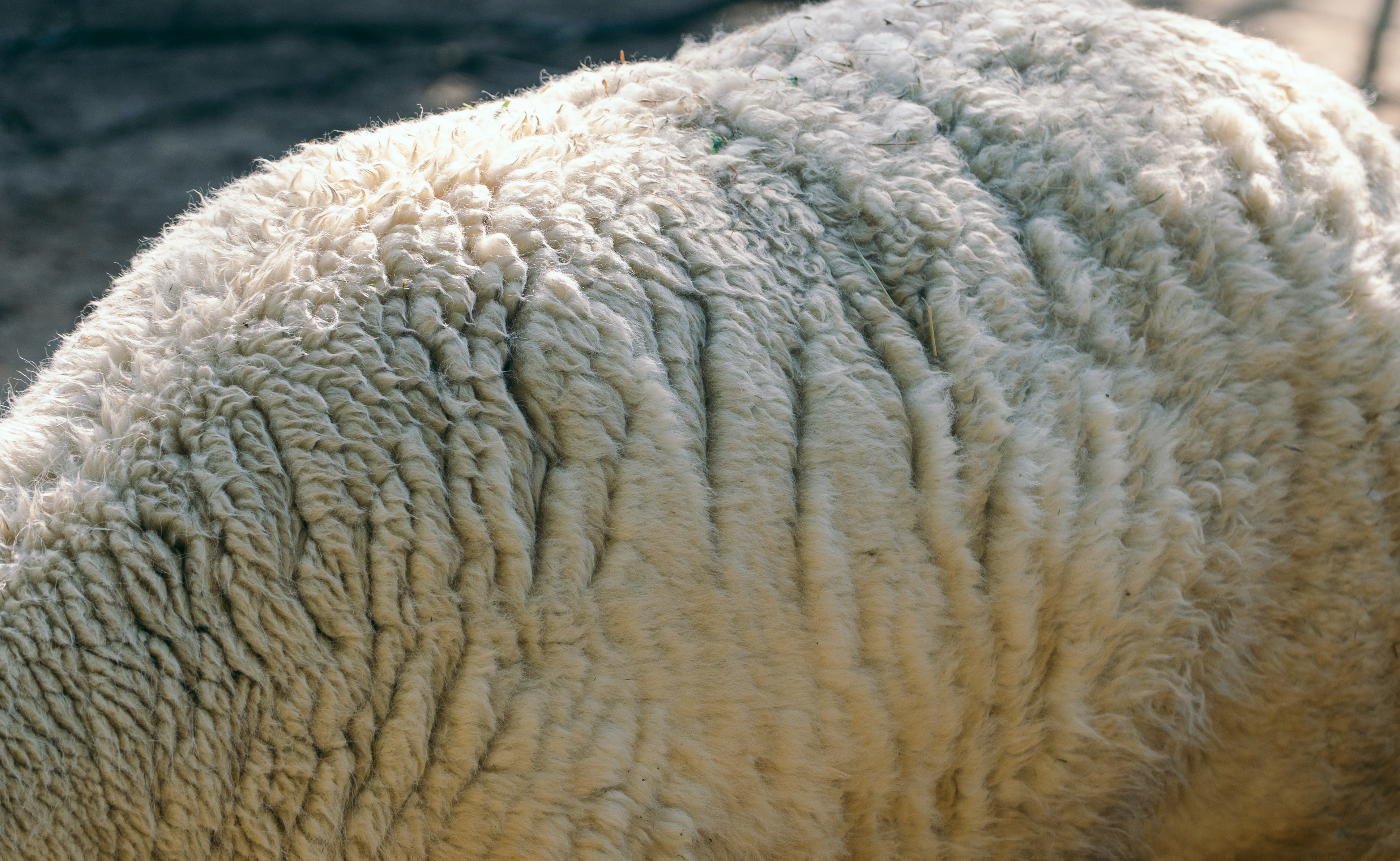 Alpaca Fur